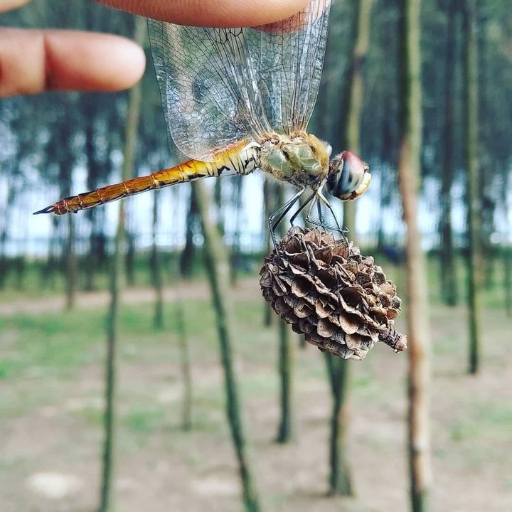 butterfly