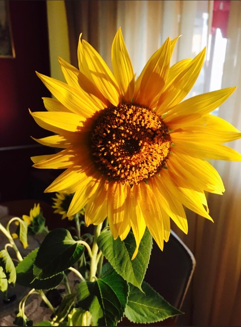 papéis de parede plant, flower