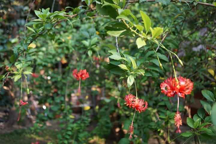 " Hibiscus schizopetalus"