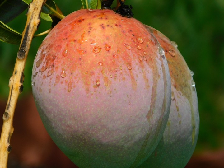 Mangos