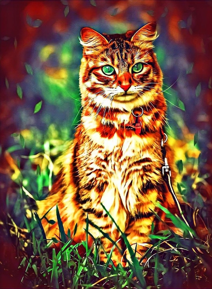 Beautiful cat.