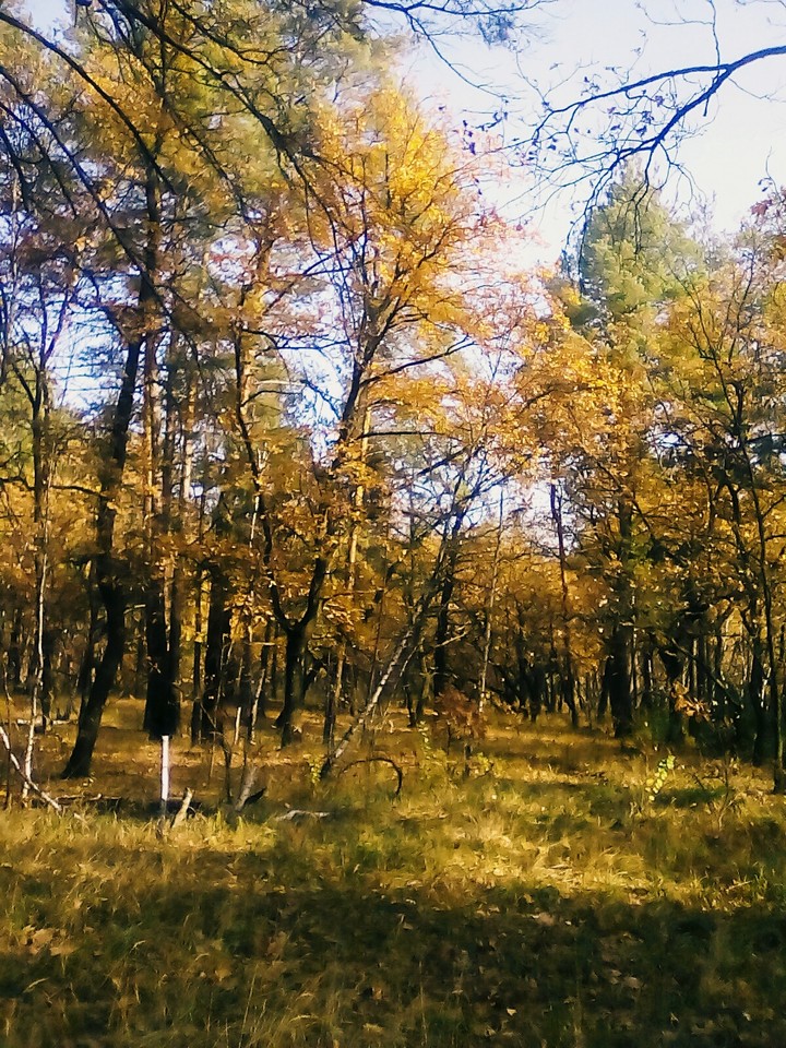 autumn nature