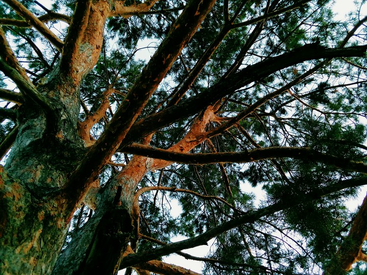 tree
