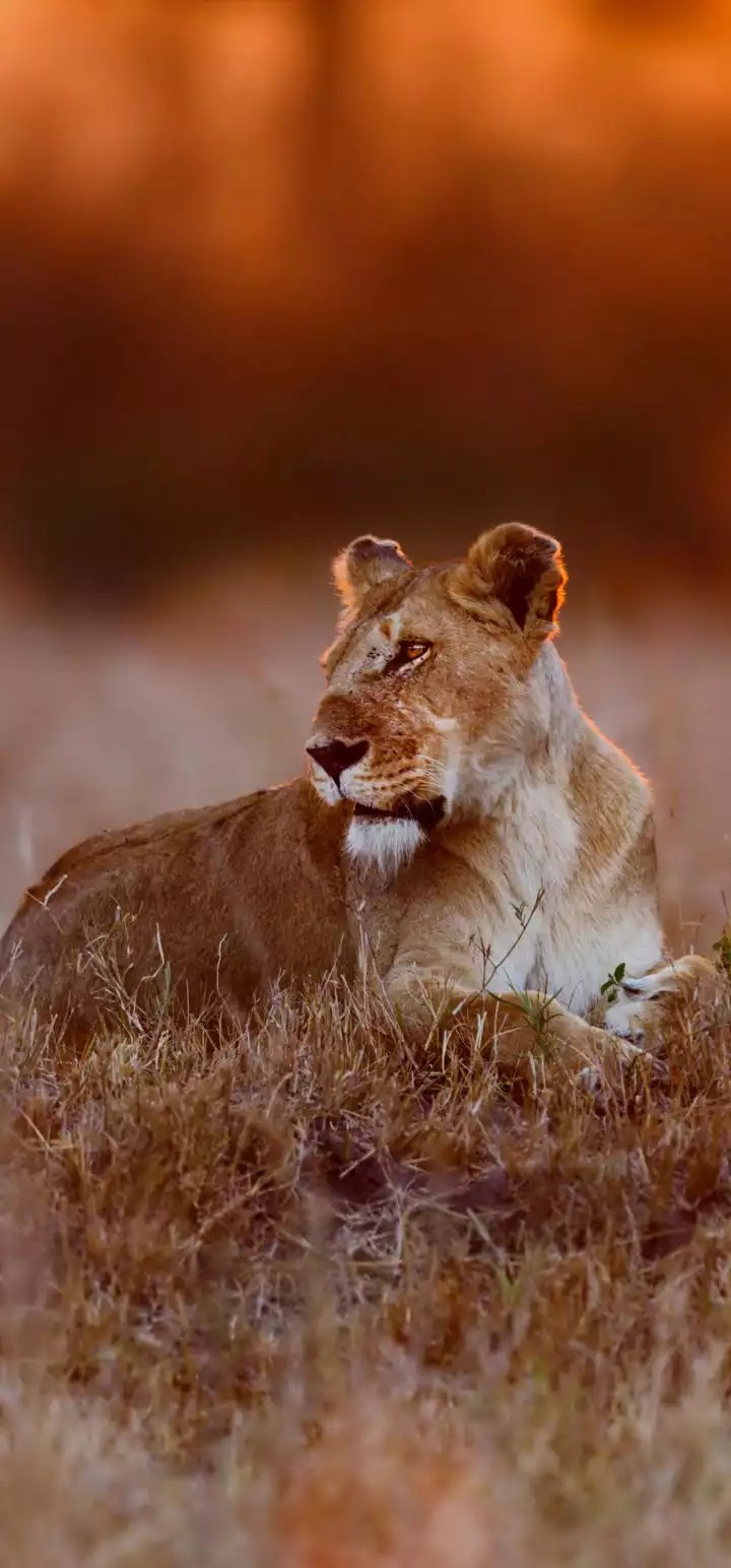 lion