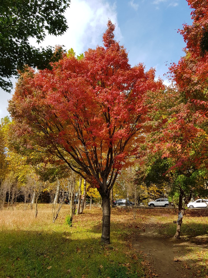 Fall in Korea