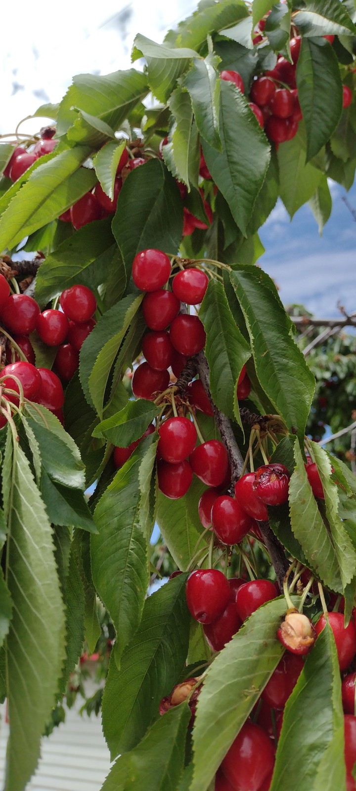 Yummy Cherries