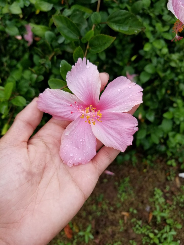 flower