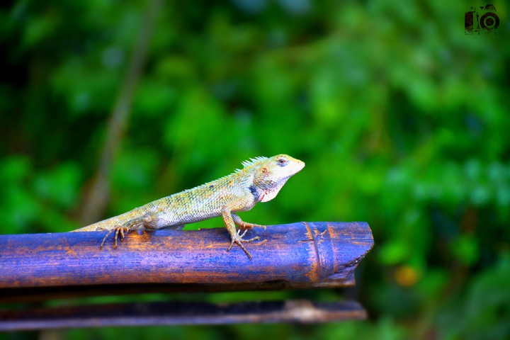 Lizard