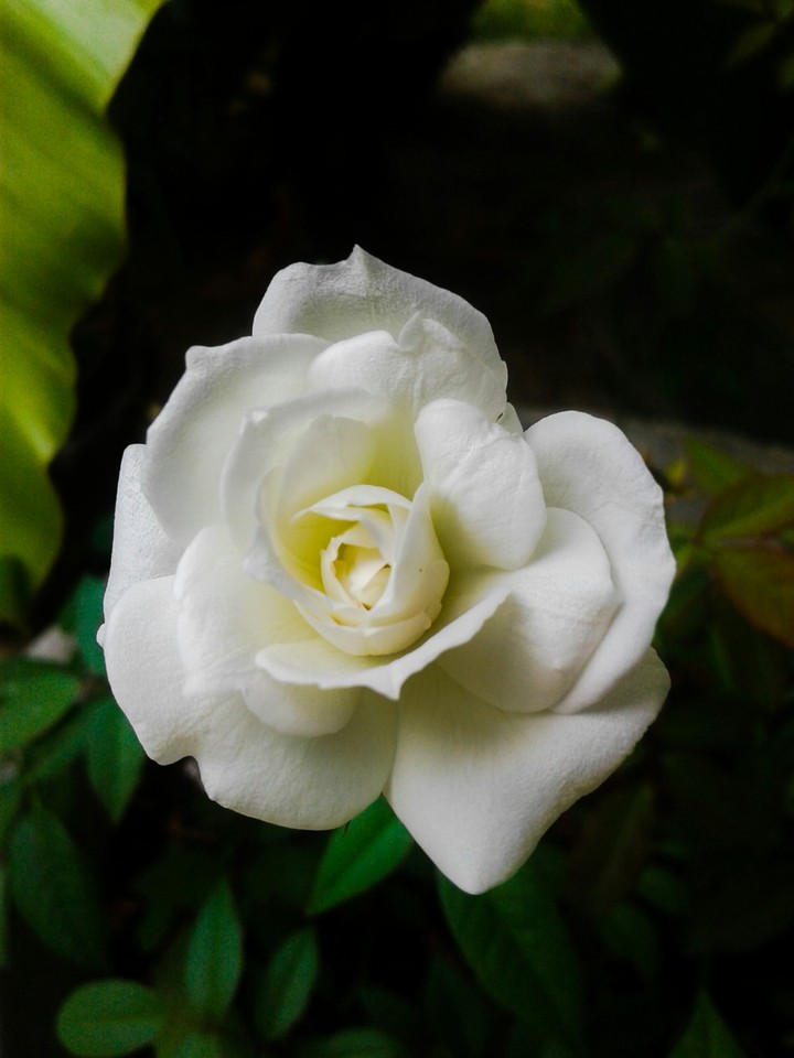 rose