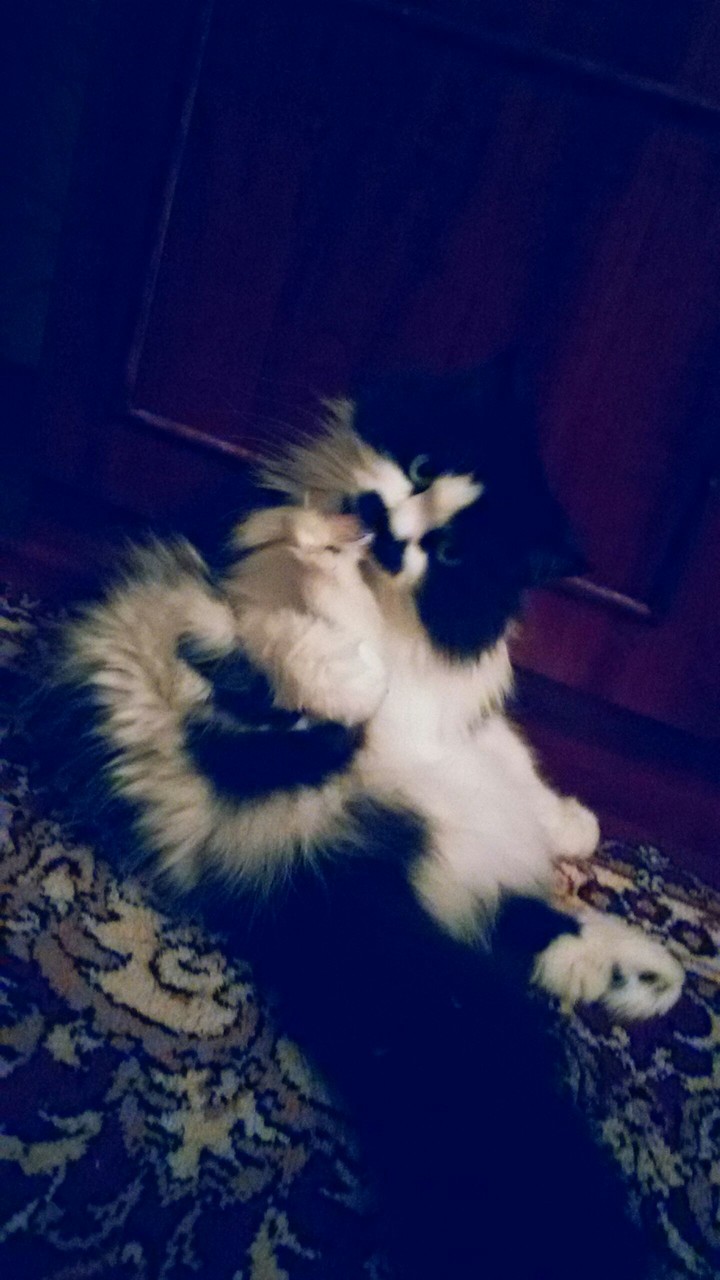 cat