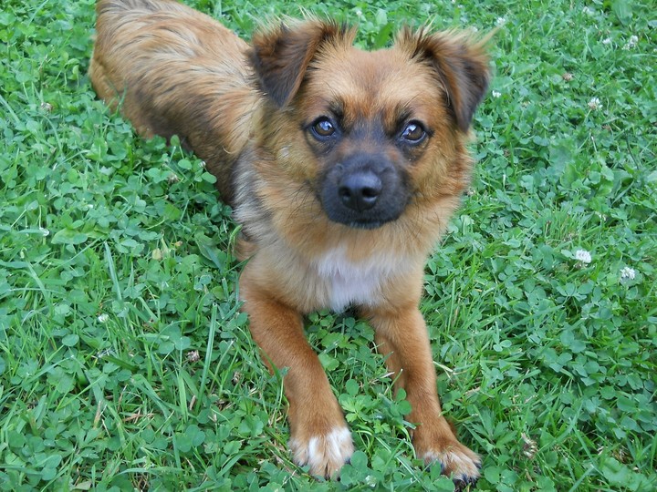 dog