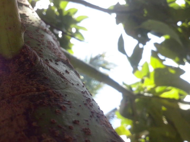 Árbol de aguacate.