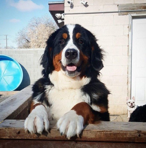 Dog