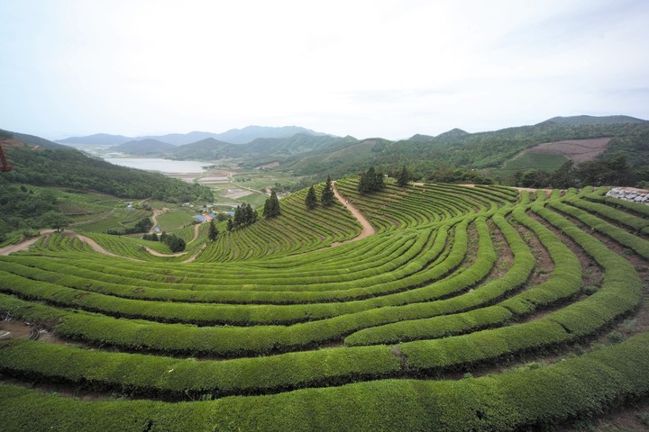 여름의전경