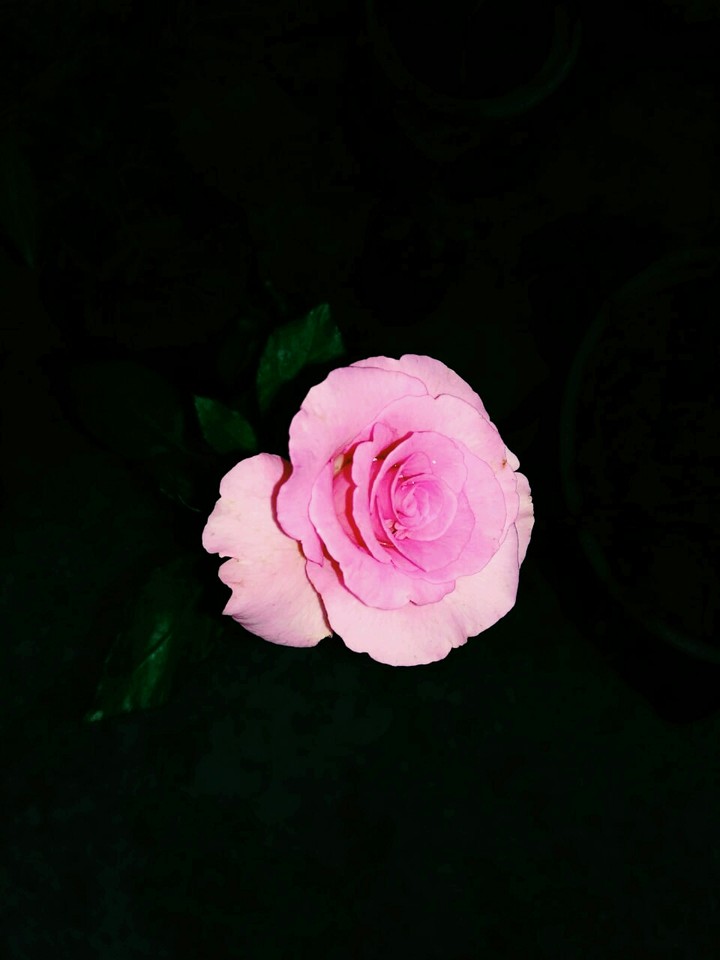 rose