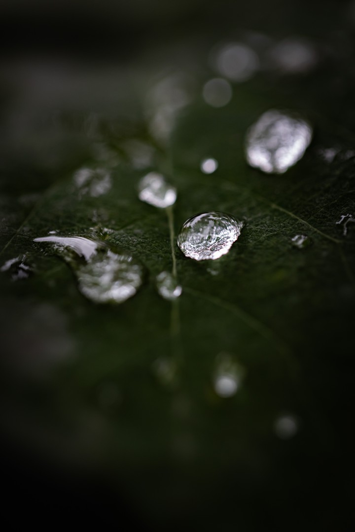 Drop in the forest