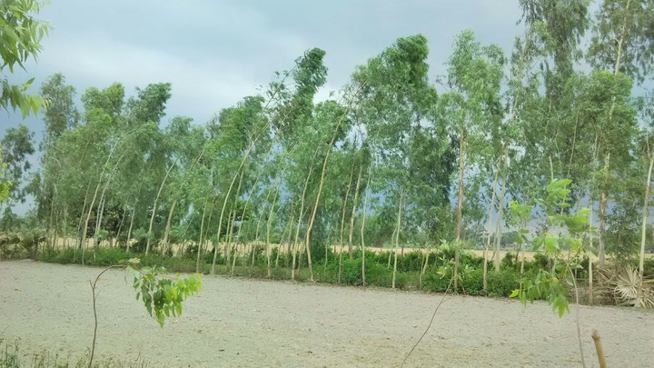 Sahel
