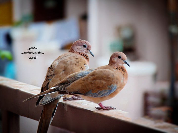 birds