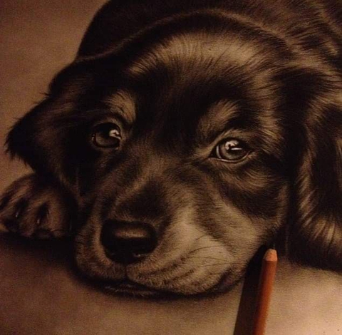 шпалери dog, canidae