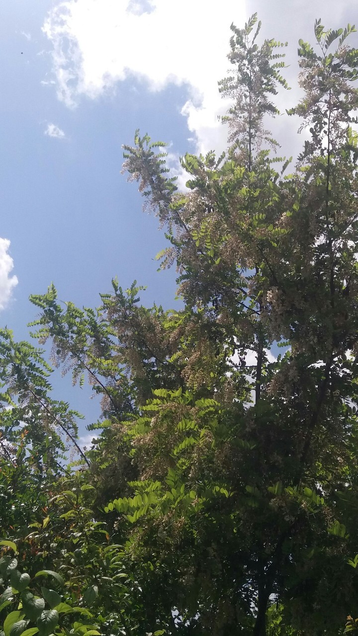 Az