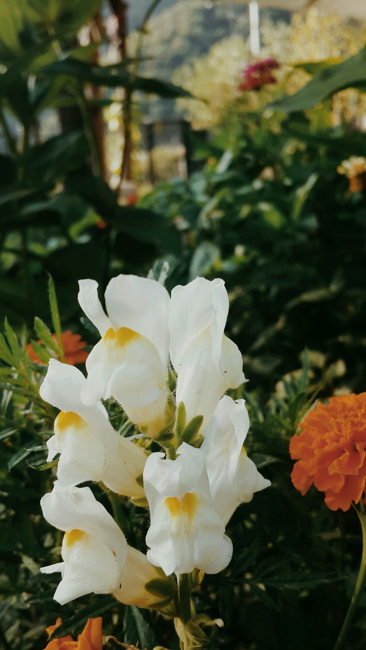 flowers