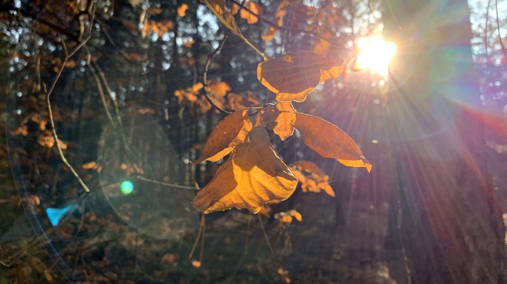 autumn leaves on Monday
