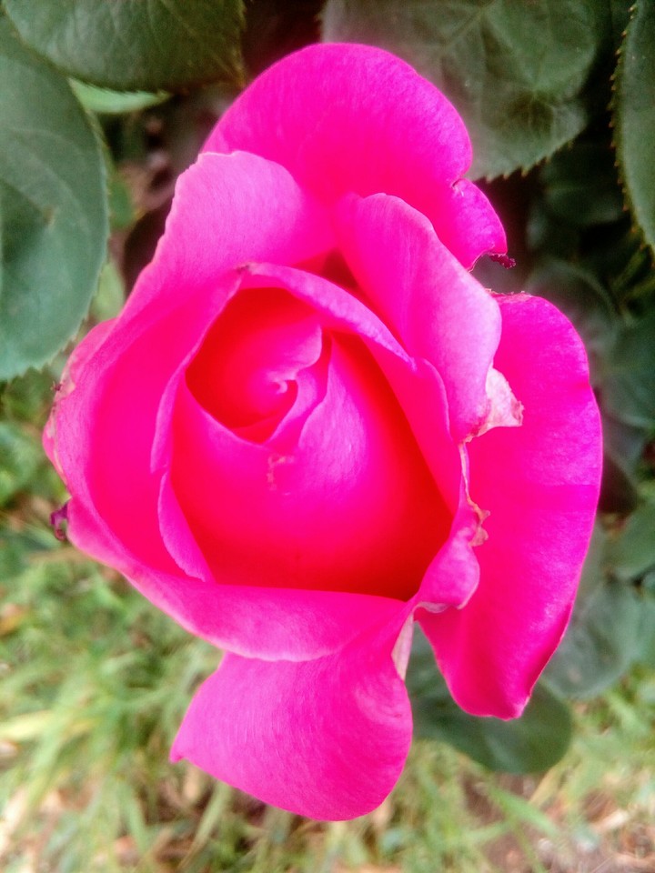 Magenta Pink Rose