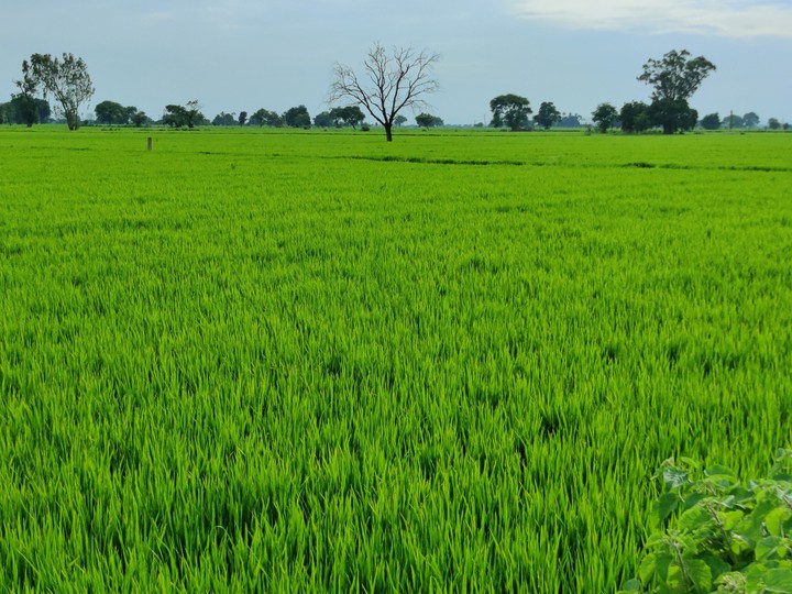 greenish