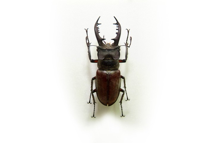 Animal