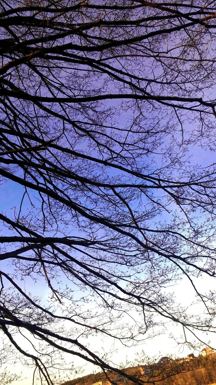 tree