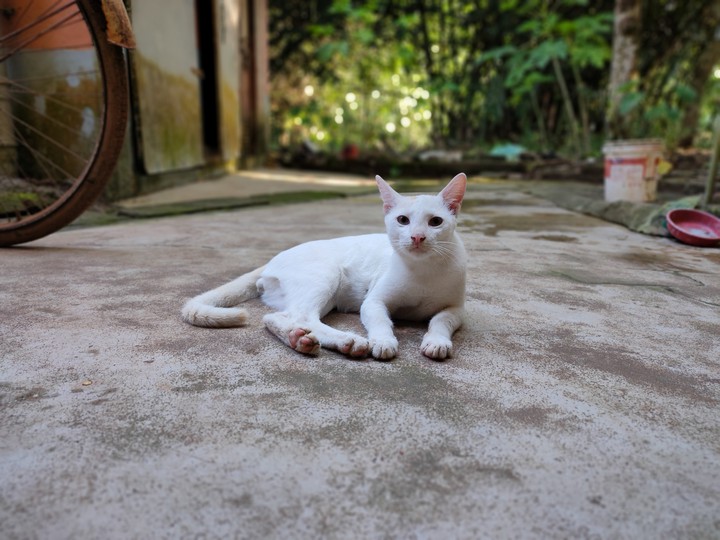 Cat - meow