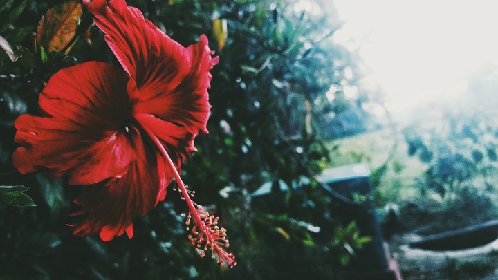 flower
