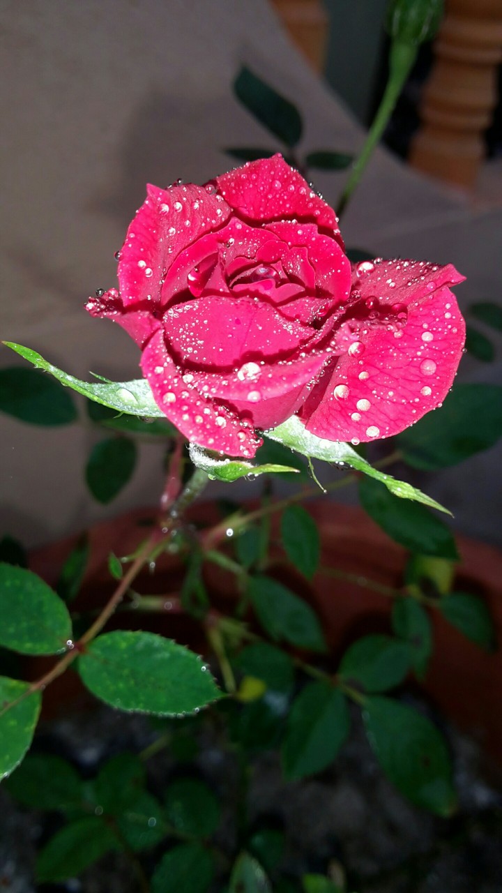 roses