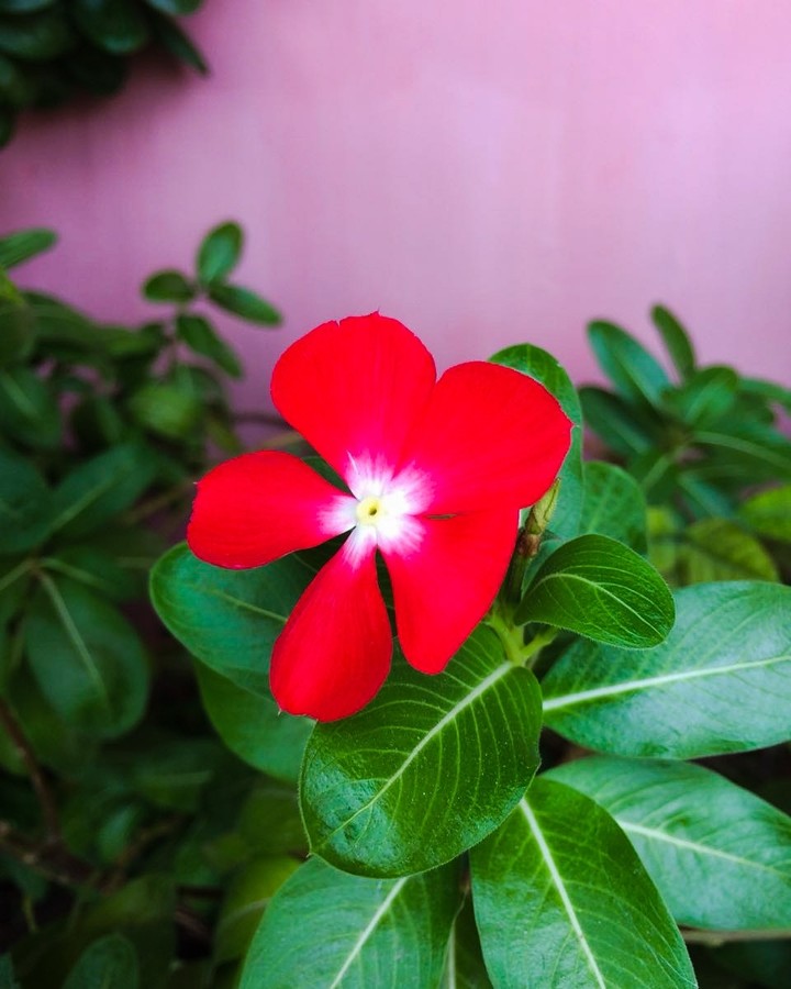#flowers
