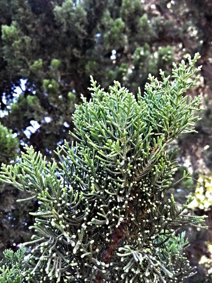 nature