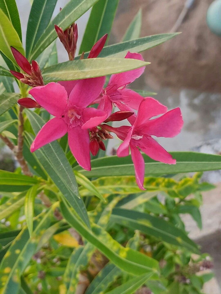 sanjit