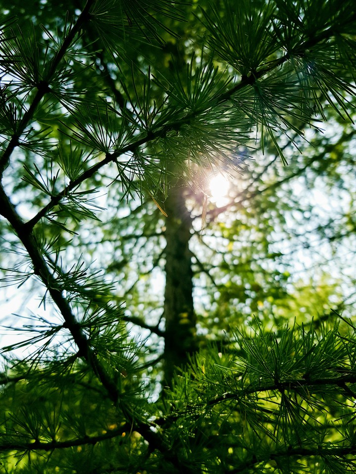 beautiful larch