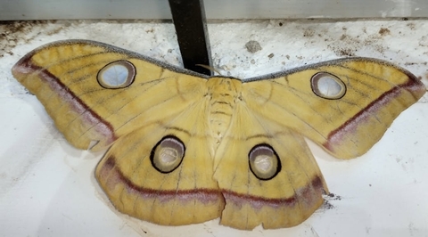 רקעים lepidoptera, moth