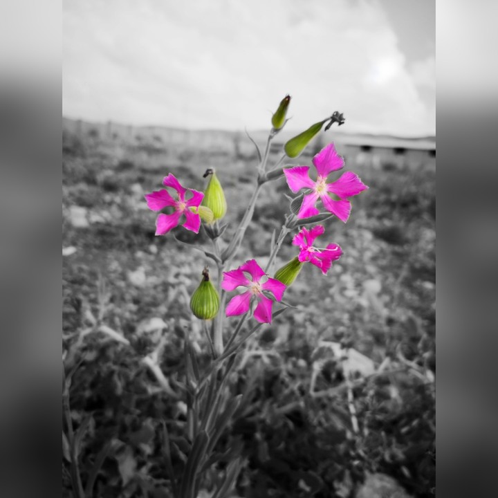 flower