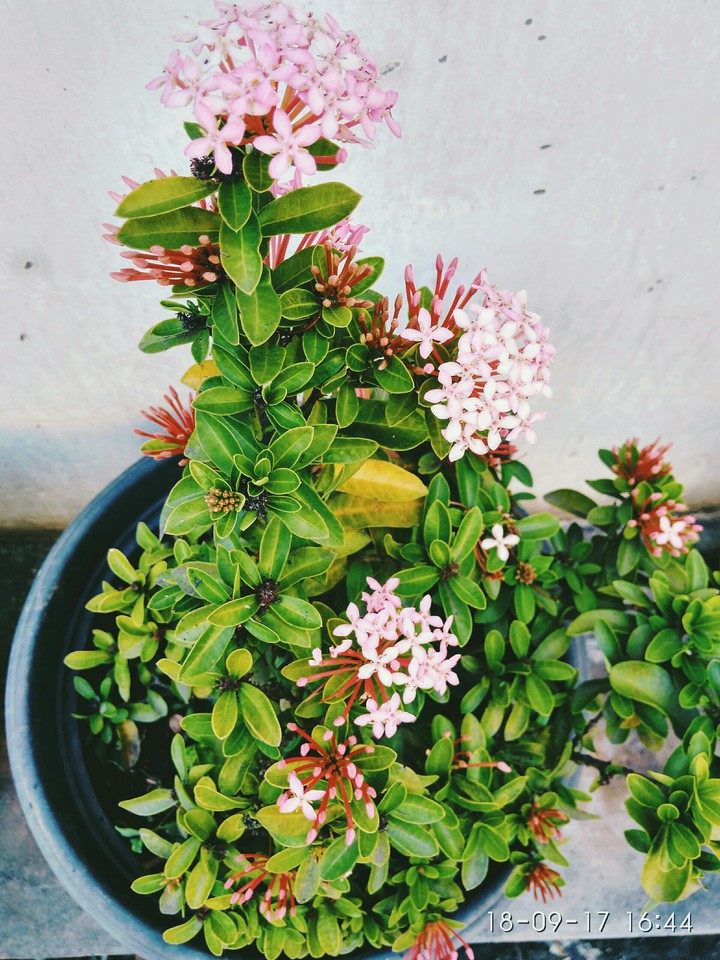 flover