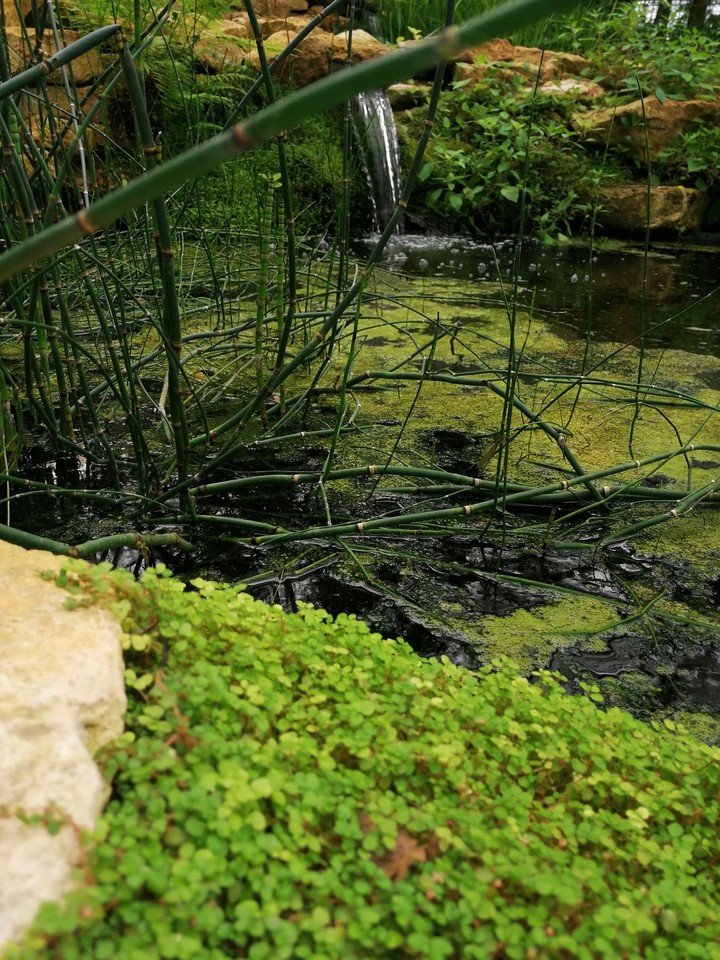 nature green