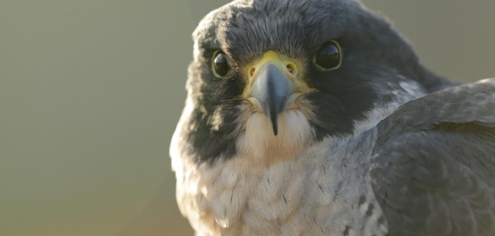 Falcon