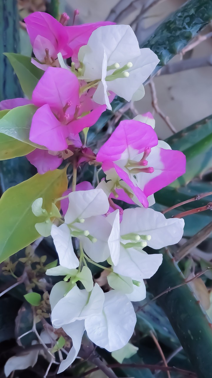 nature's magic-3