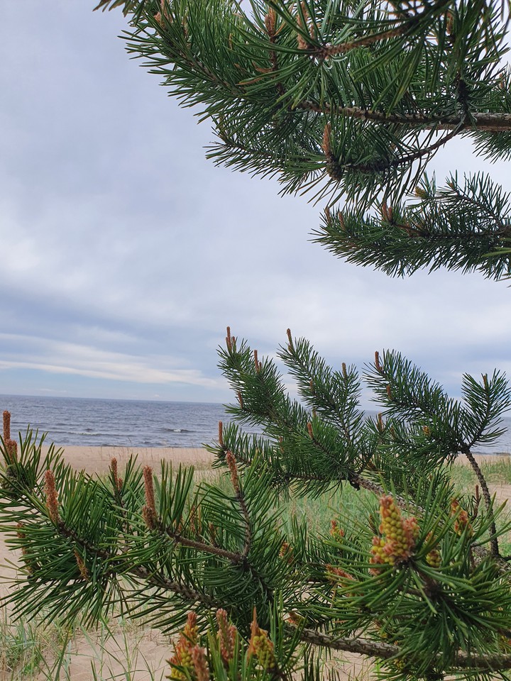 Ladoga lough