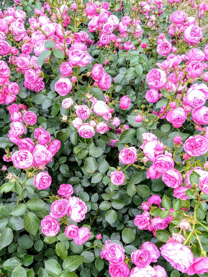 flowers3