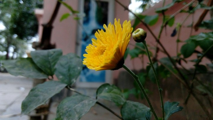 yellow bell yellow Bell yellow flowers all the way