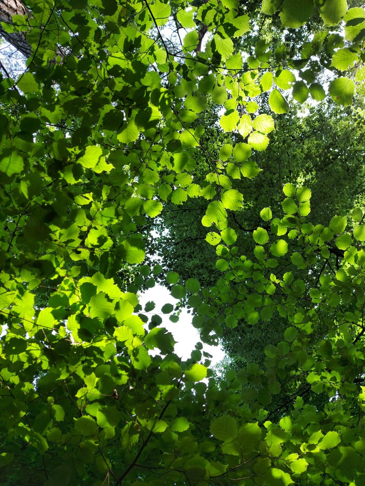 Summer leaves