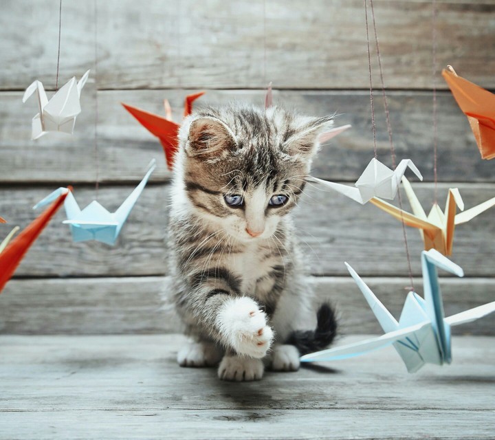Animals.
