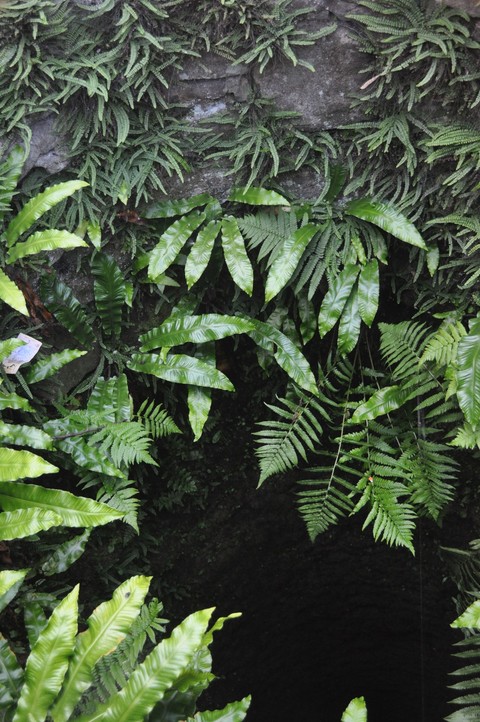 botany, tread壁纸