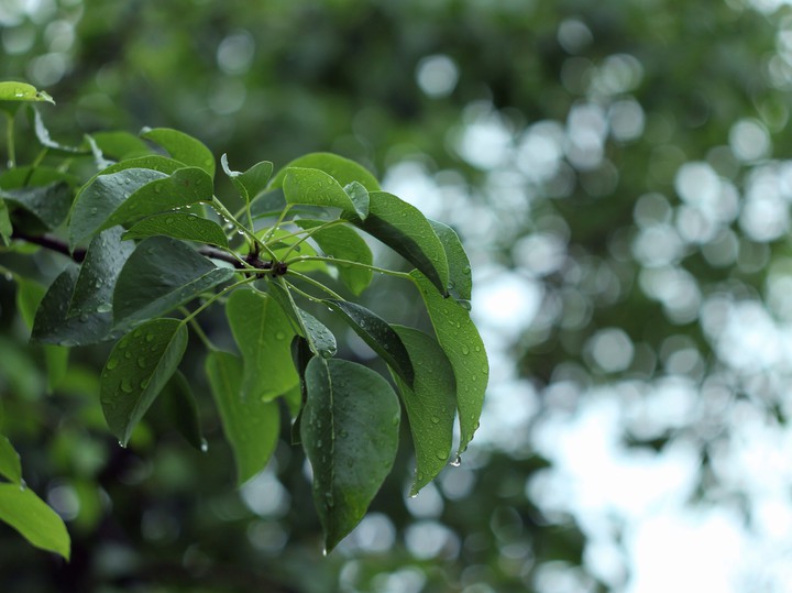 After the rain